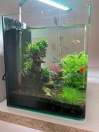 aquario