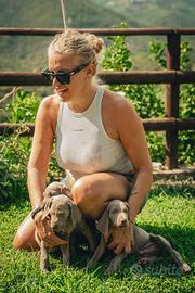Cucciolata di weimaraner
