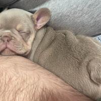 Bull dog francese blu New Shade Isabella tan