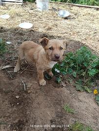 Cucciolo di Meticcio