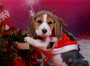 Cuccioli Beagle originali tricolore