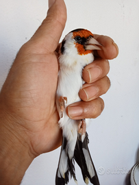 Cardellino eumo portatori Opal