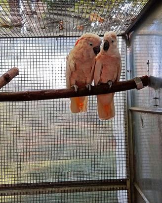 Coppia di Cacatua delle Moluche
