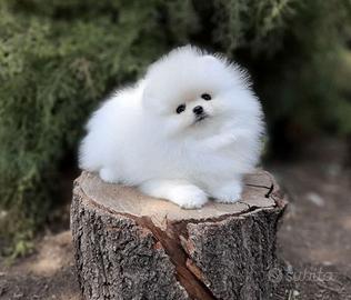 Pomerania volpino Spitz nanetto