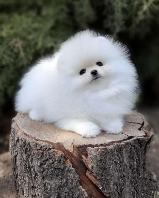 Pomerania volpino Spitz nanetto