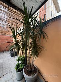 Dracena marginata