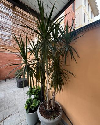 Dracena marginata
