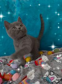 Gattina British shorthair