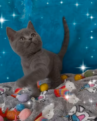 Gattina British shorthair