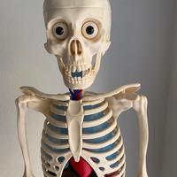 Il corpo umano completo