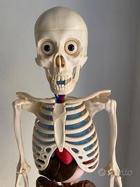 Il corpo umano completo