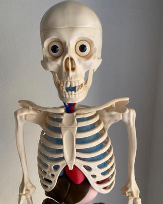 Il corpo umano completo
