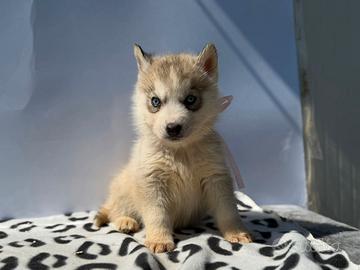 Siberian Husky di Casa Santangelo