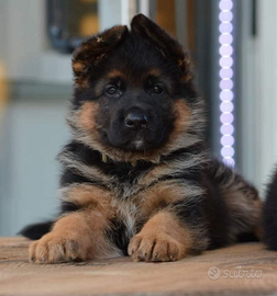 Pastore tedesco e setter inglese