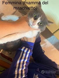 Gatti