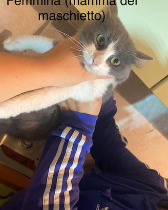 Gatti