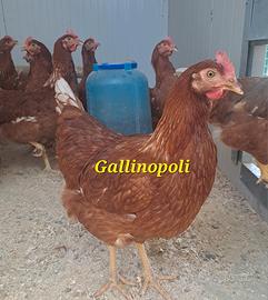 Galline ovaiole in deposizione rosse/bianche