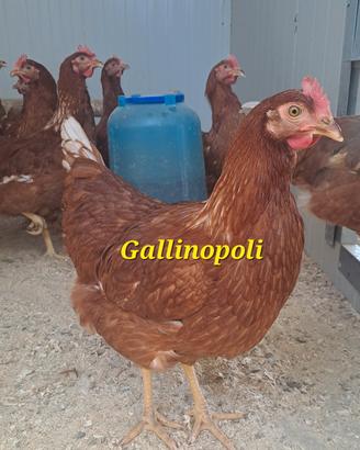 Galline ovaiole in deposizione rosse/bianche