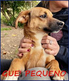 Gue' pequeno, 2 anni, poco piu' di 10 kg, un duro