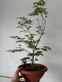 Acero palmato
