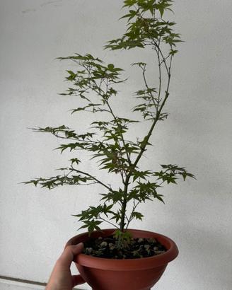 Acero palmato