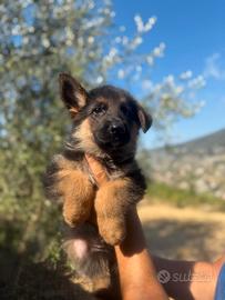 Cuccioli di pastore tedesco