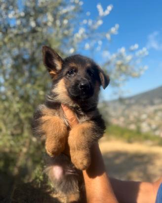 Cuccioli di pastore tedesco