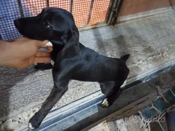 Cani da caccia