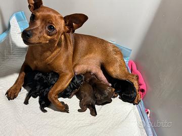 Cuccioli Pinscher