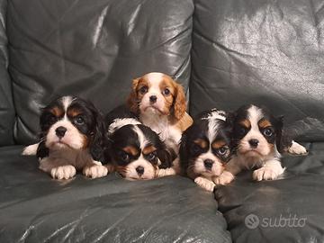 Maschietti di cavalier King