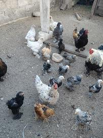galline bramha 