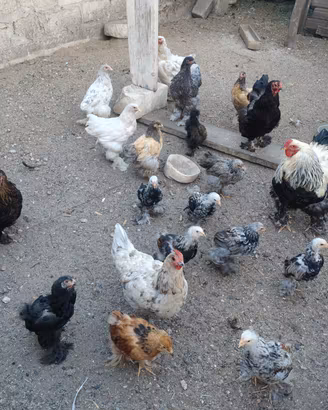 galline bramha 