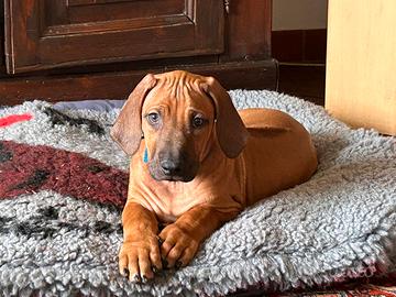 Cuccioli Rhodesian Ridgeback
