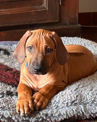 Cuccioli Rhodesian Ridgeback