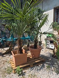 Palme