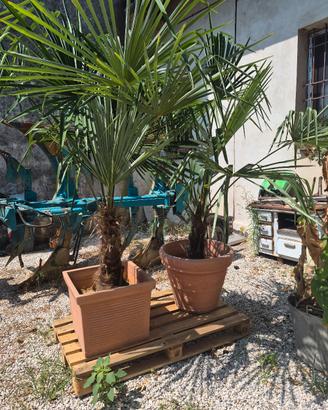 Palme