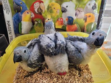 Pappagalli Cenerino DA IMBECCO