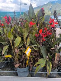 pianta canna indica