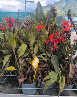 pianta canna indica