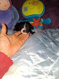 Incrocio tra cocker e barboncino nano