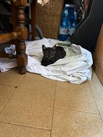 Cucciolo di gatto