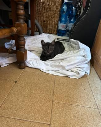 Cucciolo di gatto
