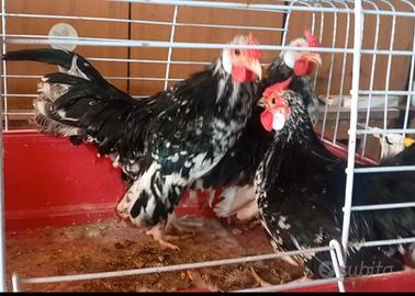 Galline bantam