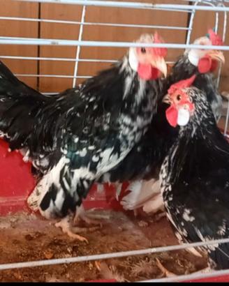 Galline bantam