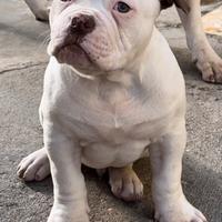 American bulldog