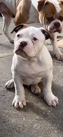 American bulldog