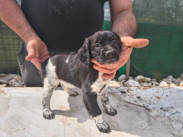 Cuccioli breton
