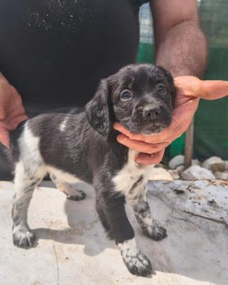 Cuccioli breton