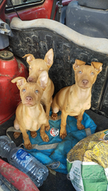 Cirneco dell' Etna PURO