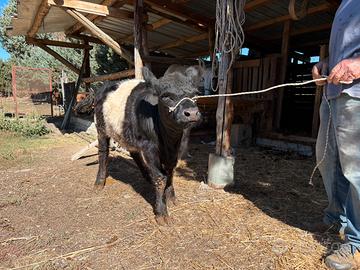 Vitellina Belted Galloway